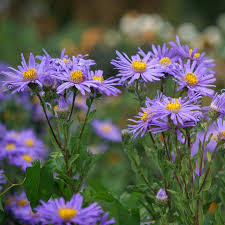 Image result for Aster amellus