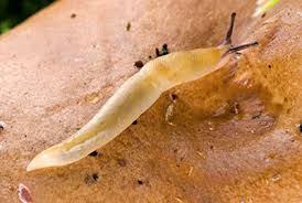 Attēlu rezultāti vaicājumam “Malacolimax tenellus”