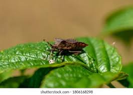 Attēlu rezultāti vaicājumam “Troilus luridus”