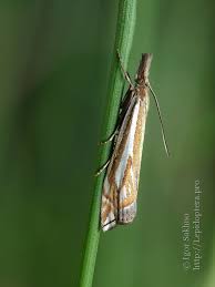 Attēlu rezultāti vaicājumam “Crambus pratella”
