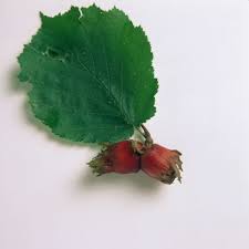 Attēlu rezultāti vaicājumam “Corylus avellana fruit”