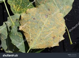 Attēlu rezultāti vaicājumam “Melampsora populnea”