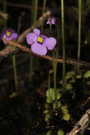 Attēlu rezultāti vaicājumam “Lentibulariaceae”