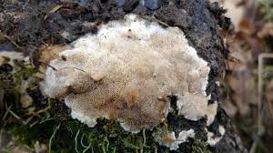 Attēlu rezultāti vaicājumam “Cinereomyces lindbladii”