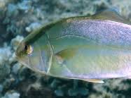 Image result for Seriola dumerili