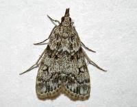 Attēlu rezultāti vaicājumam “Eudonia lacustrata”