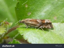 Attēlu rezultāti vaicājumam “Eucosma aspidiscana”