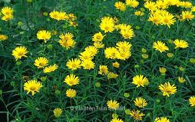 Image result for Buphthalmum salicifolium