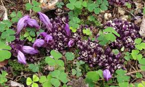 Attēlu rezultāti vaicājumam “Lathraea squamaria fruit”