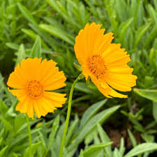 Image result for Coreopsis