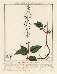 Attēlu rezultāti vaicājumam “Circaea lutetiana leaf”