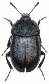 Attēlu rezultāti vaicājumam “Silpha obscura larva”