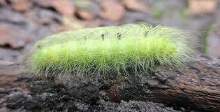 Attēlu rezultāti vaicājumam “Acronicta leporina larva”