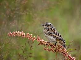 Attēlu rezultāti vaicājumam “Saxicola rubetra”