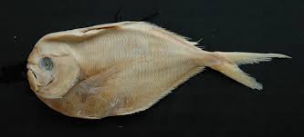 Image result for Eumegistus illustris