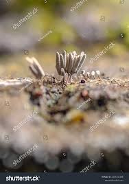 Attēlu rezultāti vaicājumam “Arcyria cinerea young”