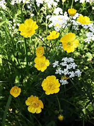 Attēlu rezultāti vaicājumam “Ranunculus repens flower”