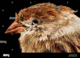 Attēlu rezultāti vaicājumam “Seligeria pusilla”