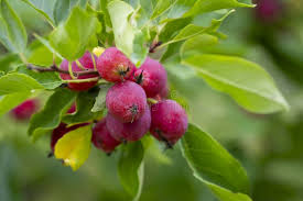 Attēlu rezultāti vaicājumam “Malus prunifolia”