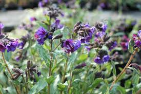 Image result for Pulmonaria Silverado