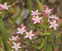 Attēlu rezultāti vaicājumam “Centaurium erythraea flower”