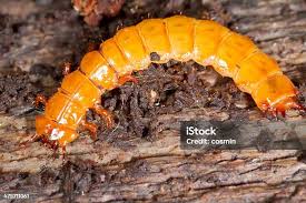 Attēlu rezultāti vaicājumam “Cucujus cinnaberinus”