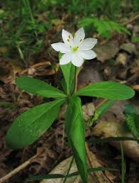 Attēlu rezultāti vaicājumam “Trientalis europaea”