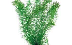 Attēlu rezultāti vaicājumam “Najas major”