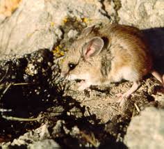 Attēlu rezultāti vaicājumam “Cricetidae”