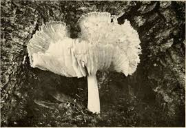 Attēlu rezultāti vaicājumam “Collybia sp.”