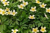 Attēlu rezultāti vaicājumam “Anemone x lipsiensis”