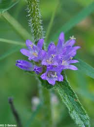 Attēlu rezultāti vaicājumam “Campanula cervicaria flower”
