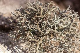 Attēlu rezultāti vaicājumam “Cetraria islandica”