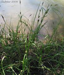 Attēlu rezultāti vaicājumam “Carex atherodes”