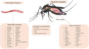 Attēlu rezultāti vaicājumam “undetermined plasmodium”