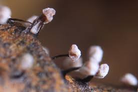 Attēlu rezultāti vaicājumam “Didymium serpula spores”