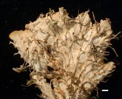 Attēlu rezultāti vaicājumam “Peltigera praetextata”