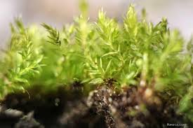 Attēlu rezultāti vaicājumam “Bryum rubens”