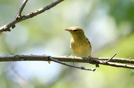 Image result for Dendroica striata