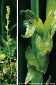 Attēlu rezultāti vaicājumam “Hammarbya paludosa leaf”