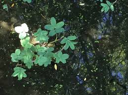 Attēlu rezultāti vaicājumam “Comarum palustre leaf”