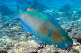 Image result for Scarus rubroviolaceus