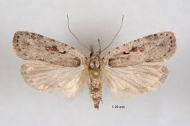 Attēlu rezultāti vaicājumam “Agonopterix ocellana”