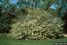 Attēlu rezultāti vaicājumam “Cotoneaster multiflorus”