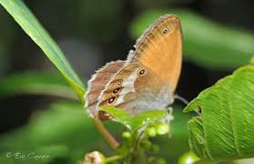 Attēlu rezultāti vaicājumam “Coenonympha arcania underside”