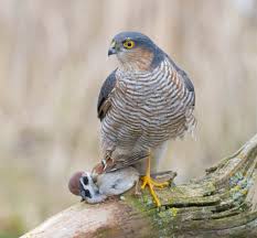 Attēlu rezultāti vaicājumam “Accipiter nisus male”