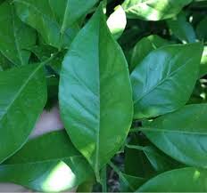 Attēlu rezultāti vaicājumam “Juglans x sinensis leaf”