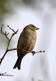 Image result for Passer hispaniolensis