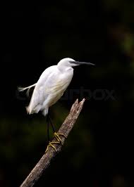 Attēlu rezultāti vaicājumam “Egretta garzetta”