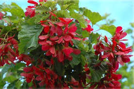 Attēlu rezultāti vaicājumam “Acer tataricum subsp. ginnala flower”